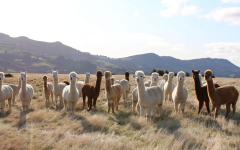 新西兰羊驼镇的天猫618：上考拉海购复工，1000只羊驼一夜被剪光