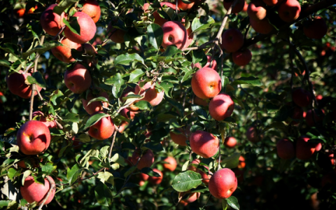 “丑苹果”出山变网红，新电商为农产品上行注入“千亿动能”