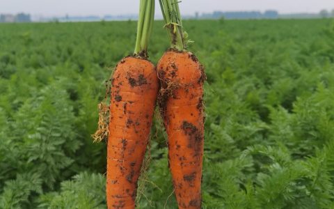 叮咚农场山东获丰收，甜脆胡萝卜两周销售超500吨